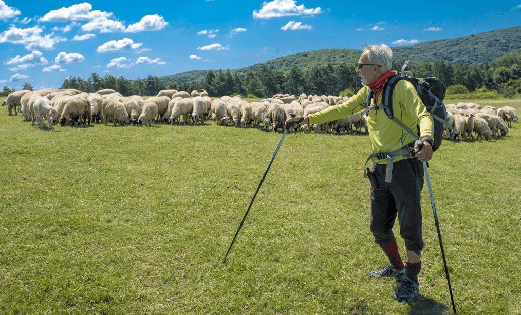 There Are More Sheep Than Shepherds — Why Most Men Follow and Few Lead 3